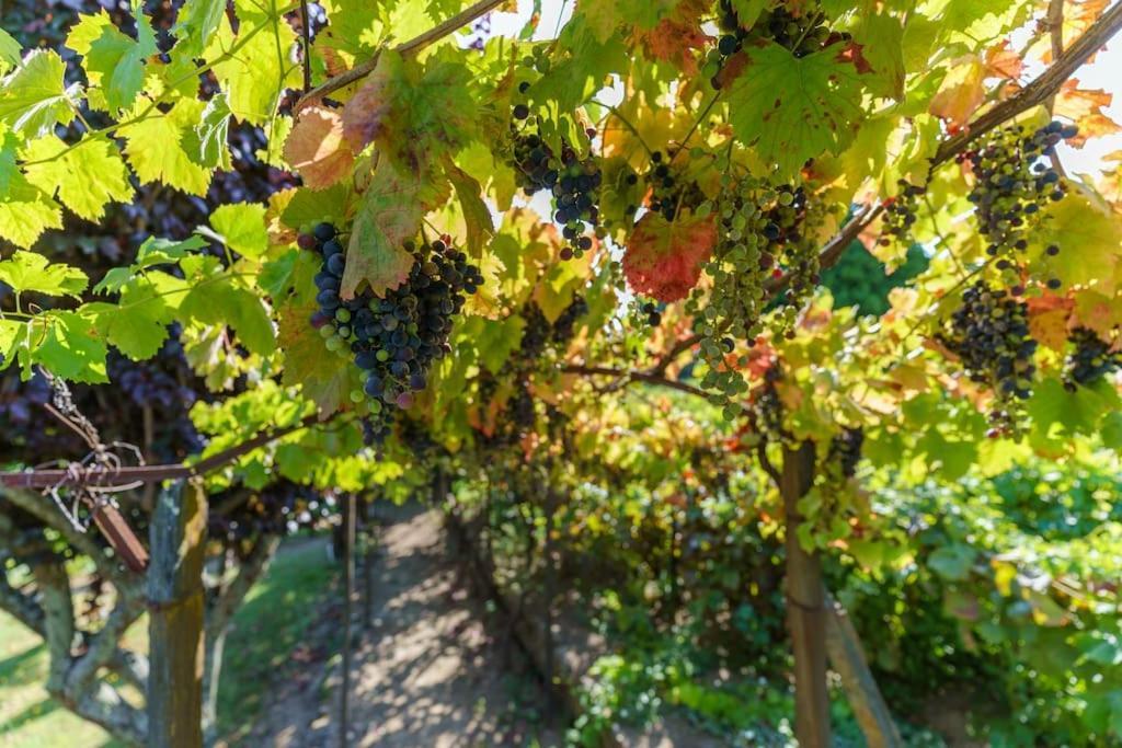 Quinta De Villa Franca - Douro ペーゾ・ダ・レーグア エクステリア 写真